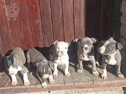 Κουτάβια American Staffordshire Terrier